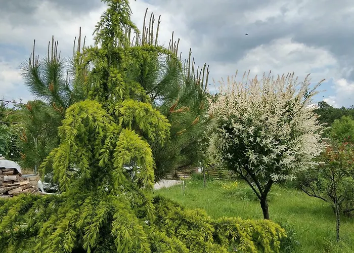 Zapovedni Rai Πανσιόν 4*