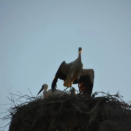 ゲストハウス Zapovedni Rai 4*