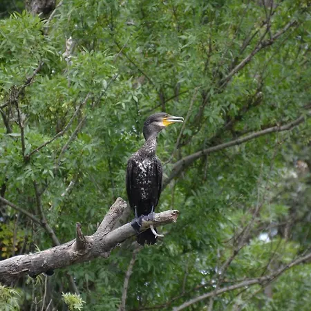 ゲストハウス Zapovedni Rai プリモルスコ