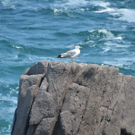 ゲストハウス Zapovedni Rai プリモルスコ