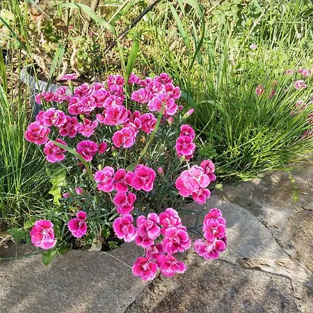 Zapovedni Rai プリモルスコ