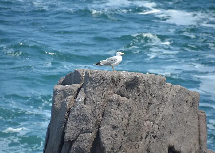 ゲストハウス Zapovedni Rai プリモルスコ